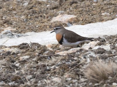 Rufous-chested Dotterel / Patagonische Plevier / Zonibyx modestus