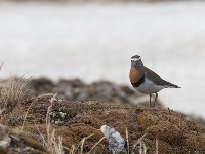 Rufous-chested Dotterel / Patagonische Plevier / Zonibyx modestus
