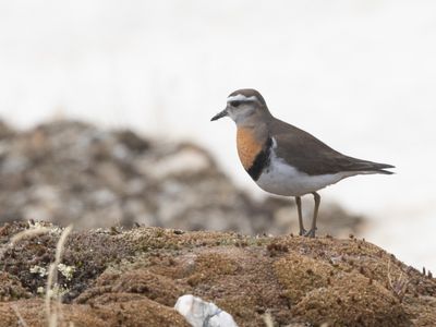 Rufous-chested Dotterel / Patagonische Plevier / Zonibyx modestus