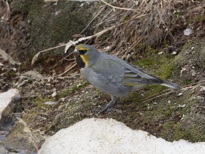Yellow-bridled Finch / Geelteugelgors / Melanodera xanthogramma
