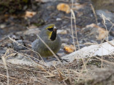 Yellow-bridled Finch / Geelteugelgors / Melanodera xanthogramma