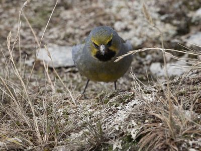 Yellow-bridled Finch / Geelteugelgors / Melanodera xanthogramma