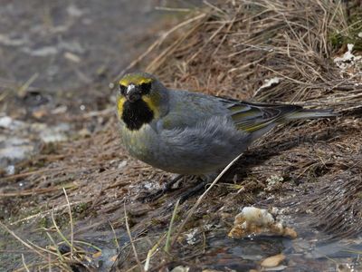 Yellow-bridled Finch / Geelteugelgors / Melanodera xanthogramma