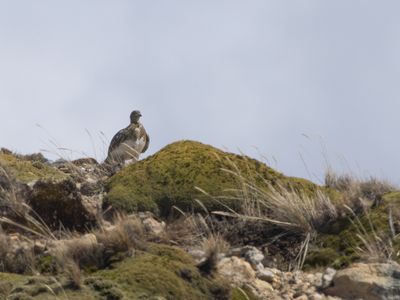 White-bellied Seedsnipe / Witbuikkwartelsnip / Attagis malouinus