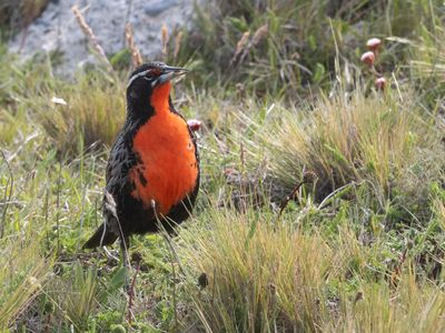 Long-tailed Meadowlark / Grote Weidespreeuw / Leistes loyca