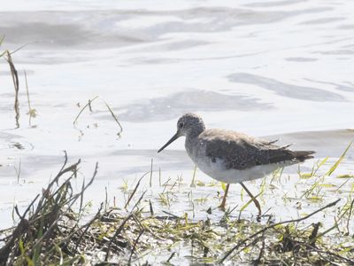 Lesser Yellowlegs / Kleine Geelpootruiter / Tringa flavipes