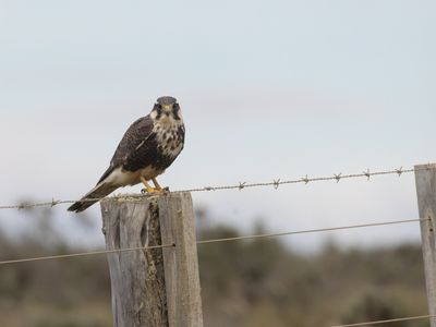 Aplomado Falcon / Aplomadovalk / Falco femoralis