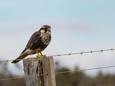 Aplomado Falcon / Aplomadovalk / Falco femoralis
