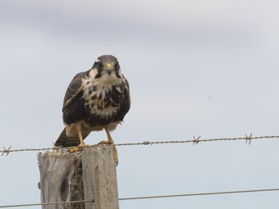 Aplomado Falcon / Aplomadovalk / Falco femoralis