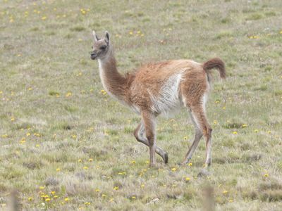 Guanaco / Guanaco / Lama guanicoe
