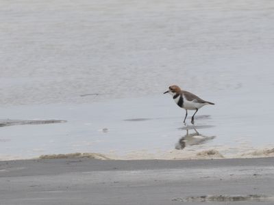 Two-banded Plover / Falklandplevier / Anarhynchus falklandicus