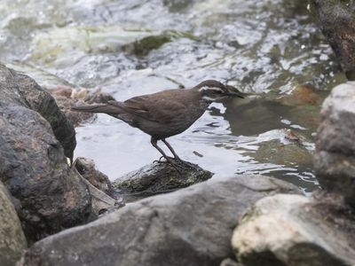 Dark-bellied Cinclodes / Grijsbuikwipstaart / Cinclodes patagonicus