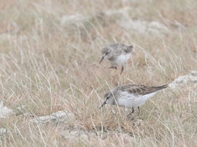 White-rumped Sandpiper / Bonapartes Strandloper / Calidris fuscicollis