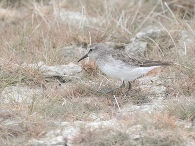 White-rumped Sandpiper / Bonapartes Strandloper / Calidris fuscicollis