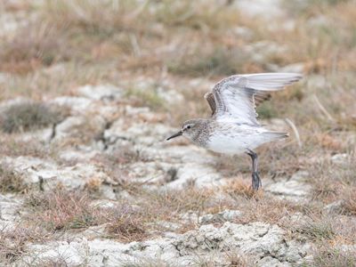 White-rumped Sandpiper / Bonapartes Strandloper / Calidris fuscicollis
