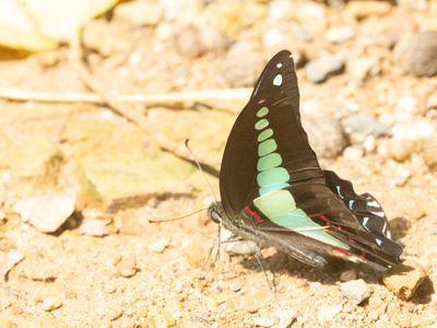 Common Bluebottle / Graphium sarpedon
