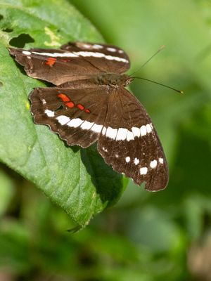 Banded Peacock / Anartia fatima