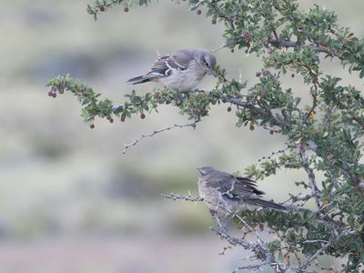 Patagonian Mockingbird / Patagonische Spotlijster / Mimus patagonicus