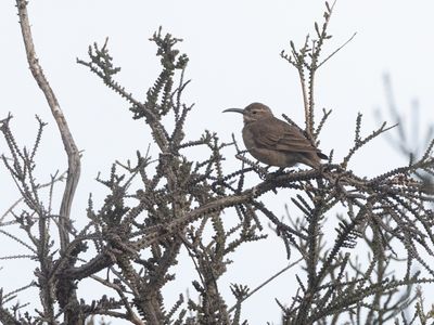 Scale-throated Earthcreeper / Schubkeelaardkruiper / Upucerthia dumetaria