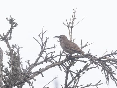 Scale-throated Earthcreeper / Schubkeelaardkruiper / Upucerthia dumetaria