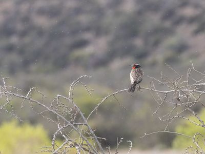 Long-tailed Meadowlark / Grote Weidespreeuw / Leistes loyca
