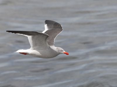 Dolphin Gull / Dolfijnmeeuw / Leucophaeus scoresbii