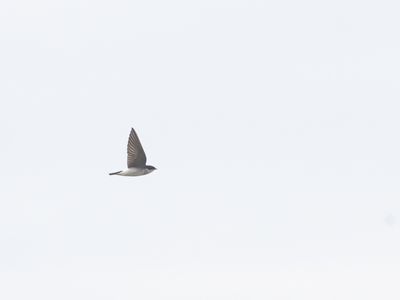 Chilean Swallow / Chileense Zwaluw / Tachycineta leucopyga