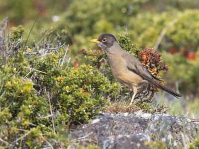 Austral Trush / Magelhaenlijster / Turdus falcklandii