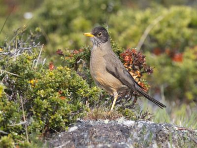 Austral Trush / Magelhaenlijster / Turdus falcklandii