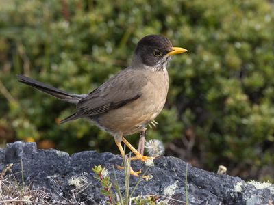 Austral Trush / Magelhaenlijster / Turdus falcklandii