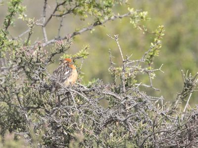 Rufous-tailed Plantcutter Roodstaartzaagvink Phytotoma rara