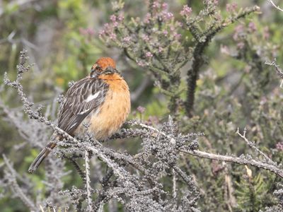 Rufous-tailed Plantcutter Roodstaartzaagvink Phytotoma rara