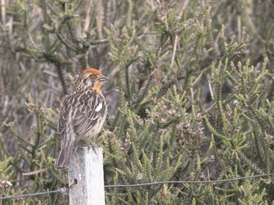 Rufous-tailed Plantcutter Roodstaartzaagvink Phytotoma rara