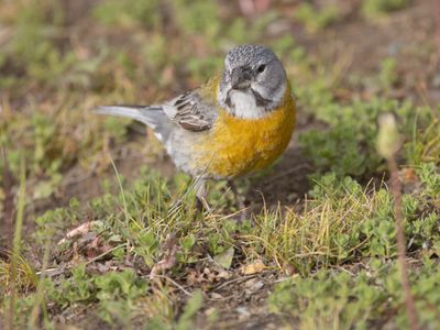 Grey-hooded Sierra Finch / Grijskapsierragors / Phrygilus gayi