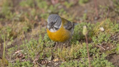 Grey-hooded Sierra Finch / Grijskapsierragors / Phrygilus gayi