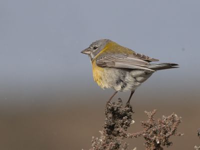 Grey-hooded Sierra Finch / Grijskapsierragors / Phrygilus gayi
