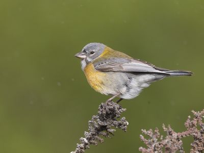 Grey-hooded Sierra Finch / Grijskapsierragors / Phrygilus gayi