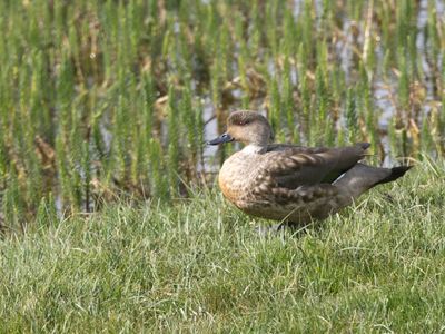 Crested Duck / Andeseend / Lophonetta specularioidesH4A2023.JPG