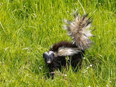 Humboldt's Hog-nosed Skunk / Patagonische Varkenssnuitskunk / Conepatus humboldtii