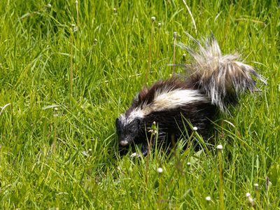 Humboldt's Hog-nosed Skunk / Patagonische Varkenssnuitskunk / Conepatus humboldtii