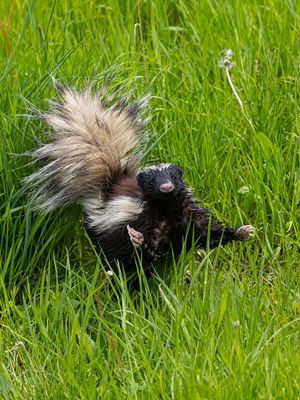 Humboldt's Hog-nosed Skunk / Patagonische Varkenssnuitskunk / Conepatus humboldtii