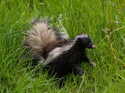 Humboldt's Hog-nosed Skunk / Patagonische Varkenssnuitskunk / Conepatus humboldtii