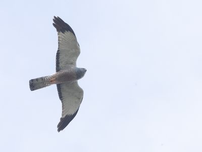 Cinereous Harrier / Grijze Kiekendief / Circus cinereus