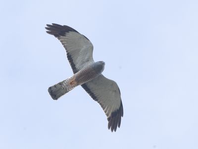Cinereous Harrier / Grijze Kiekendief / Circus cinereus