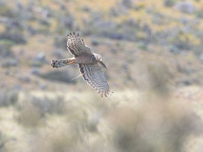 Cinereous Harrier / Grijze Kiekendief / Circus cinereus
