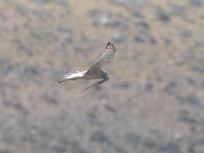 Cinereous Harrier / Grijze Kiekendief / Circus cinereus