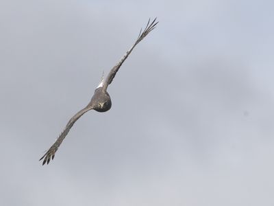 Cinereous Harrier / Grijze Kiekendief / Circus cinereus