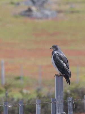 Black-chested Buzzard-Eagle / Grijze Arendbuizerd / Geranoaetus melanoleucus