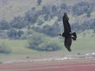 Andean Condor / Andescondor / Vultur gryphus