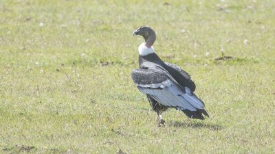 Andean Condor / Andescondor / Vultur gryphus